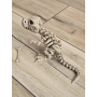 Fantastyczny Szkielet T-Rexa 25cm - 3D Kolekcjonerski Model