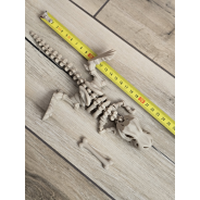 Fantastyczny Szkielet T-Rexa 25cm - 3D Kolekcjonerski Model