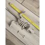 Fantastyczny Szkielet T-Rexa 25cm - 3D Kolekcjonerski Model