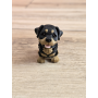 Figurka Mały Rottweiler 3D - Druk3d fidget mixGadzet